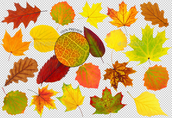 20 Colorful Autumn Leaves - Nature & Animals Isolated Objects