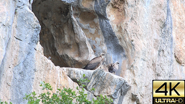 Griffon Vulture (Gyps Fulvus) 004