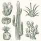 cactus album software