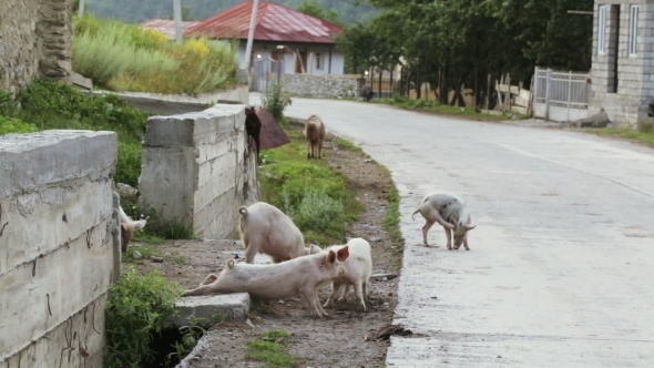 Pigs On Streets