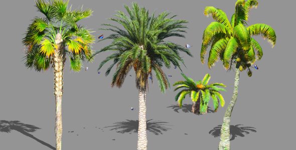 Palms Collection 
