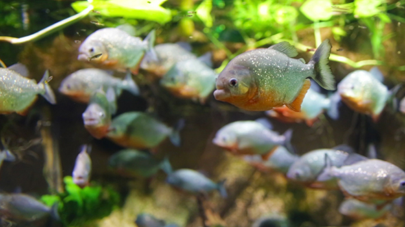 Colossoma Macropomum, Stock Footage VideoHive