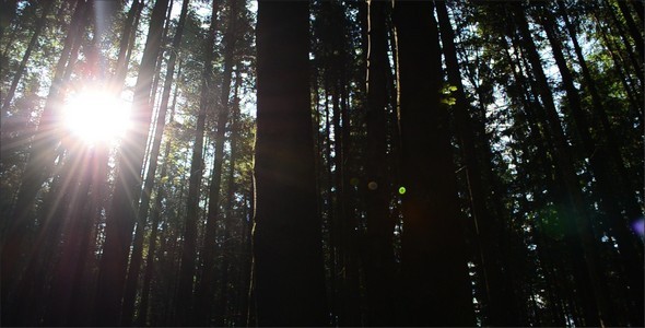 Pines 29, Stock Footage | VideoHive