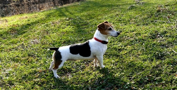 Jack Russell Terrier 11 alt