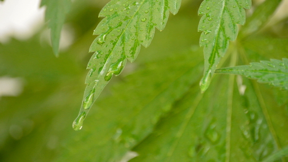 Marijuana Leaves with Water Droplets Slipping alt