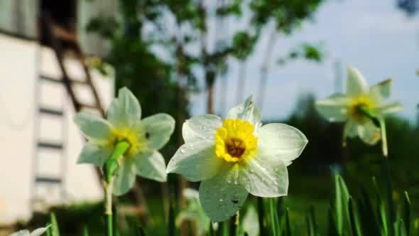Tender White Narcissus Flowers in Grass
