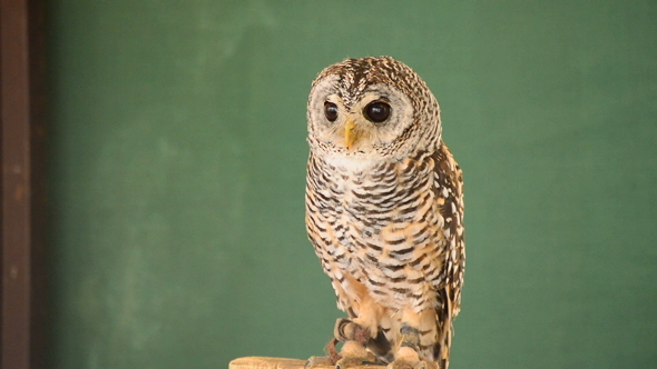 Owl Turning his Head alt