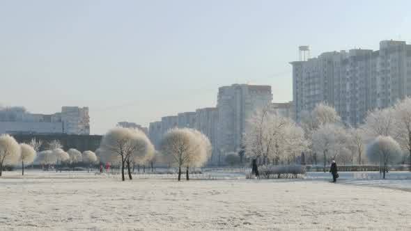 City Park in a Frosty Winter Day