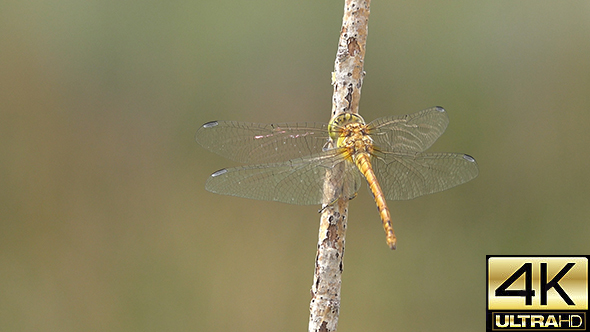 Dragonfly on a Branch with a Nice Bokeh Background