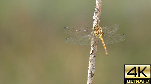 Dragonfly on a Branch