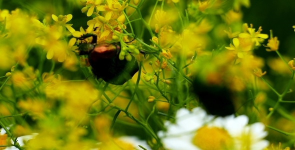 Beetle (Cockchafer) 1 alt