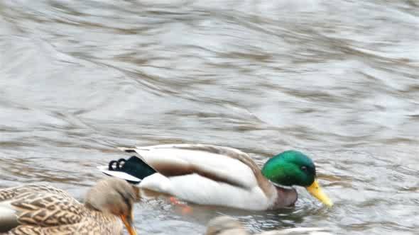 Ducks Swimming at River Shore