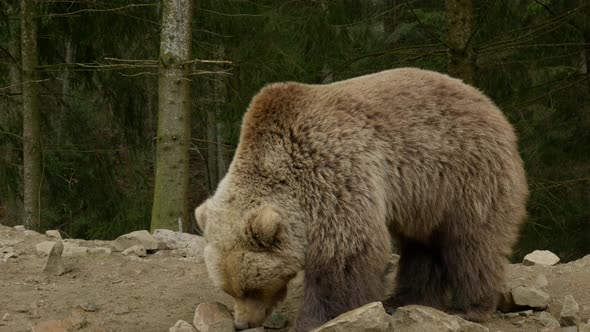 A Big Brown Bear in the Forest alt