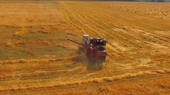 Working Harvesting Combine In The Field Of Wheat