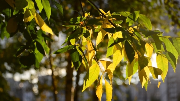 Beautiful Yellow Autumn Leaves Backlit