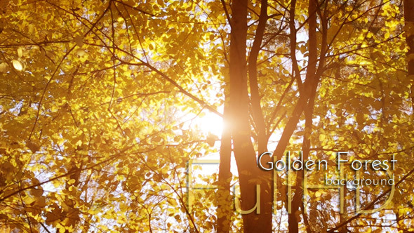 Sunlight Golden Forest alt