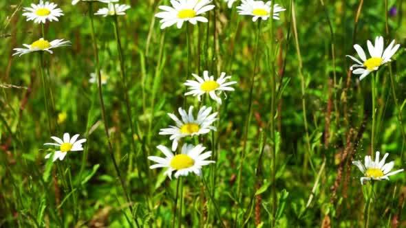 Beautiful White Daisy Flowers at Summer field