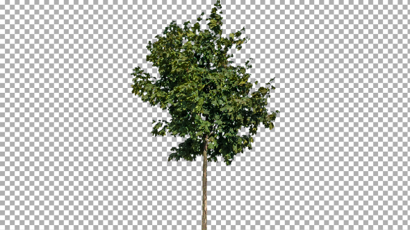 Real Tree Isolated on the Wind 24