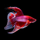 betta fish on black - PhotoDune Item for Sale