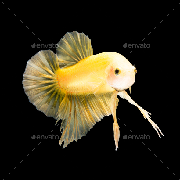 betta fish on black - Stock Photo - Images