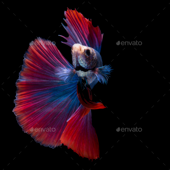 betta fish on black - Stock Photo - Images