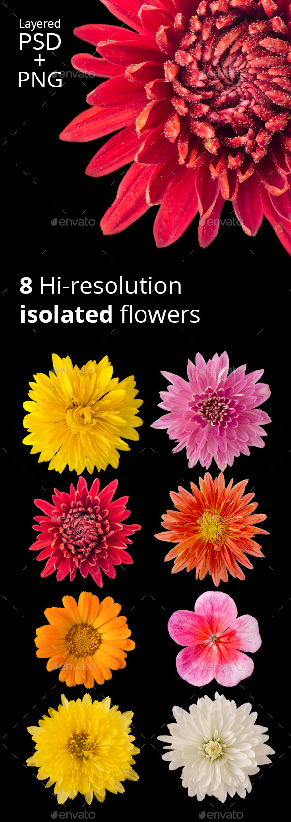 8 Isolated Flowers
