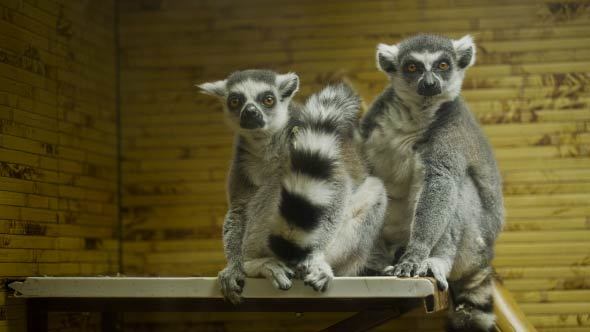 Lemurs In The Zoo alt