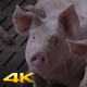 A Group Of Pigs Watching And Sniffing For Food - VideoHive Item for Sale
