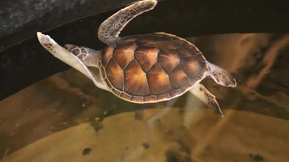 Baby Turtles Swimming In Pool At Kosgoda Lagoon Turtle Hatchery 12 alt