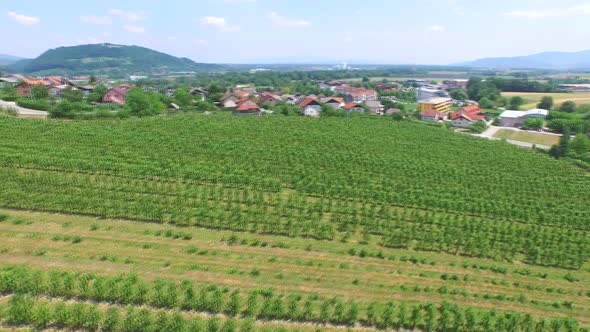 Beautiful Aerial Landscape Of Vineyard Fields In Slovenia. 8 alt