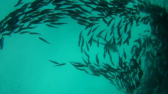 Shoal Of Jack Fish In Tulemben In Bali, Indonesia 14 alt