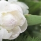 White Peony - VideoHive Item for Sale