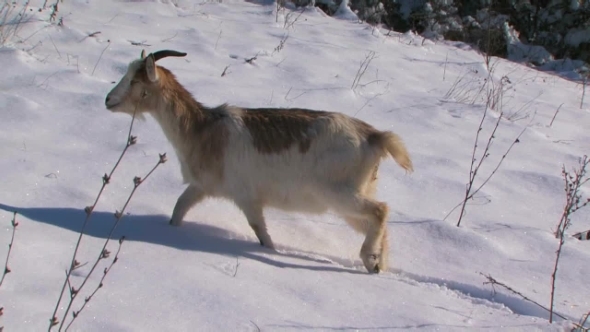 Goat In The Snow.