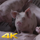 Group Of Pigs Sniffing Around For Food - VideoHive Item for Sale