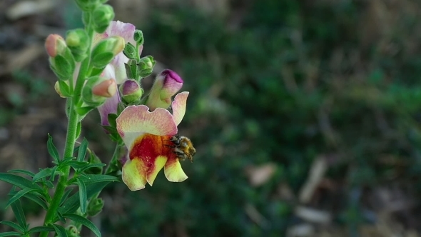 Bumblebee On a Flower Snapdragon alt