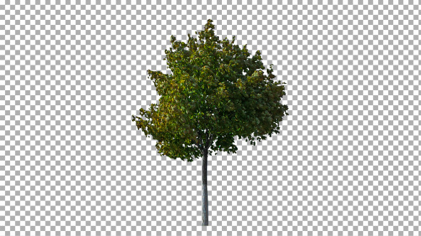 Real Tree Isolated on the Wind 16