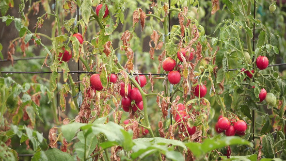 Tomato Bush In The Rain alt