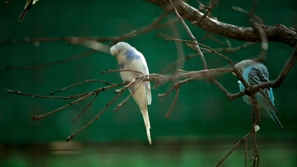 Colorful Parrots Pecking Feed alt