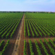 Flight over the Vineyard - VideoHive Item for Sale