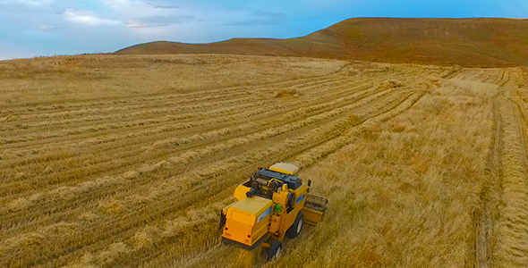 Wheat Field In The Air alt