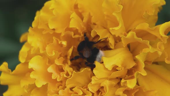 The striped bumblebee collects nectar from the bud of a yellow marigold flower alt