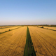 Fields Of Gold - VideoHive Item for Sale