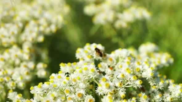 Bee Gathering Pollen From Small Daisy Flowers