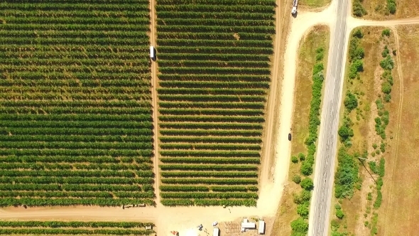 Aerial View Over Fruit Orchard