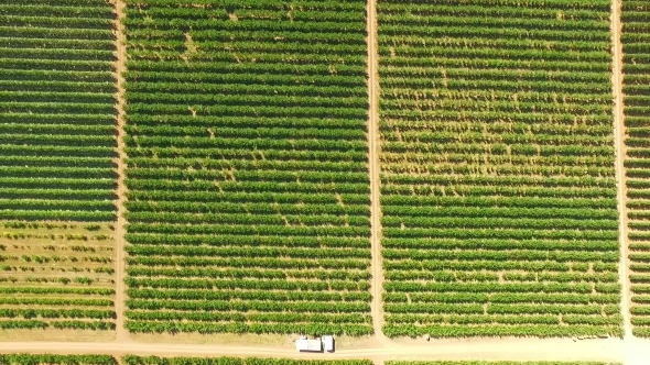Aerial View Over Green Fruit Orchards