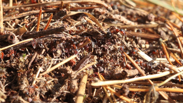 Ants Building Anthill alt