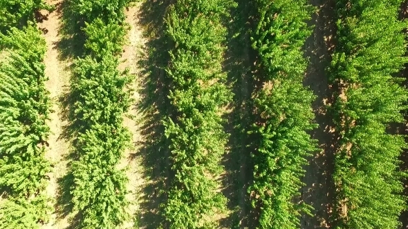 Green Trees Growing  In Rows In Standard Orchard