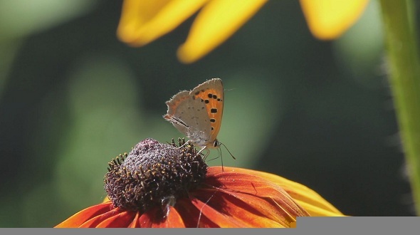 Butterfly on a Flower alt