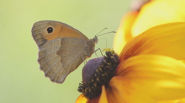 Butterfly on a Flower alt