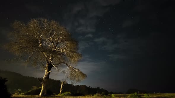 Dry Tree at Night Against the Background of the Night Sky and Moving Clouds alt